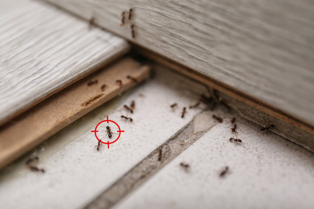 Best Insect Control  in Norton Shores, MI