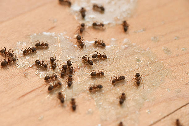 Best Pest Control Near Me  in Norton Shores, MI