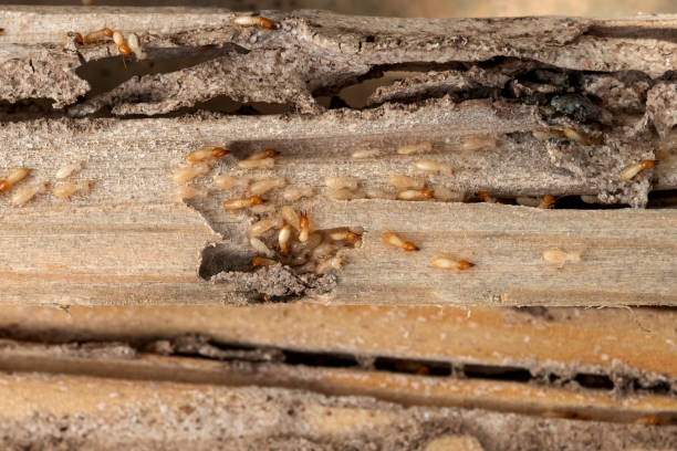 Best Mosquito Control Services  in Norton Shores, MI